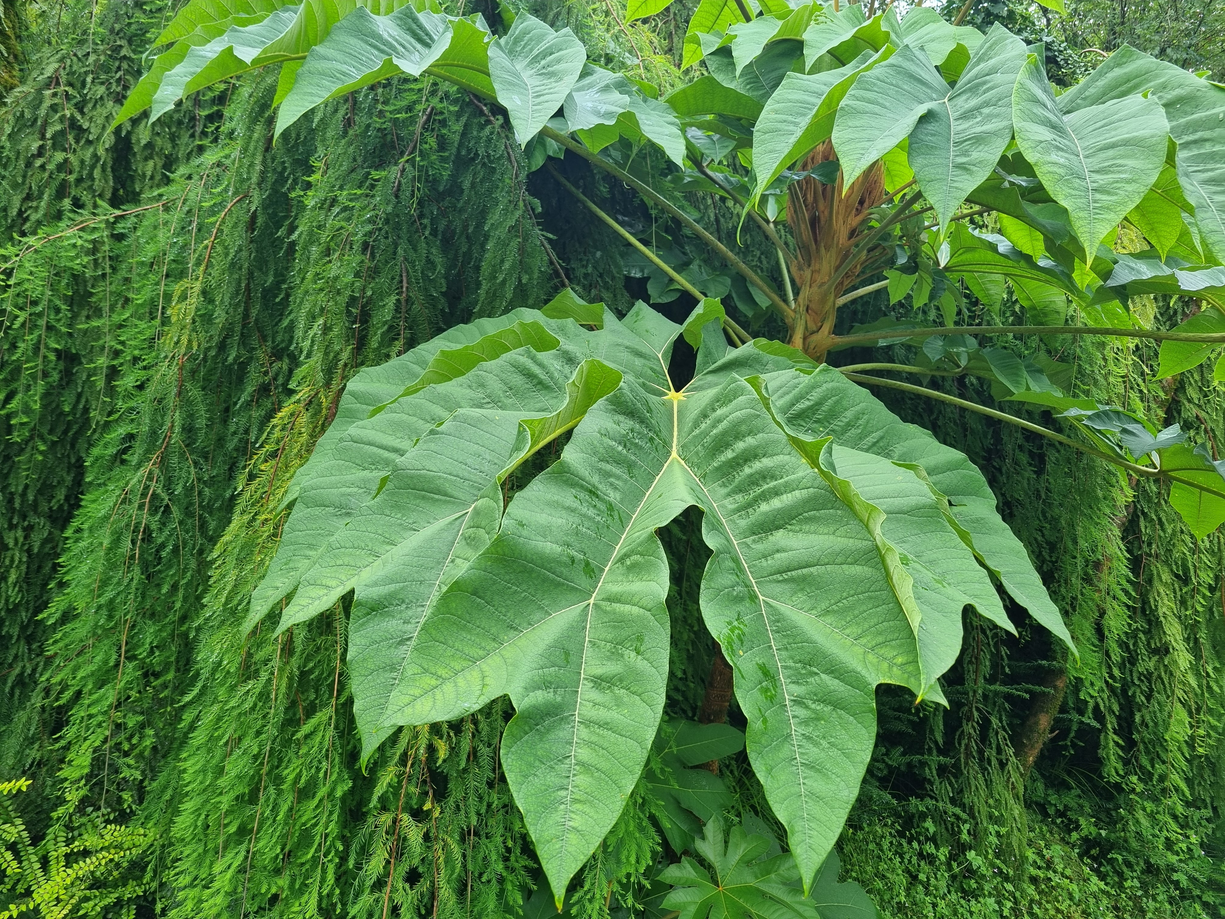 Así es el tetrapanax, mucho más que una planta de hojas gigantes
